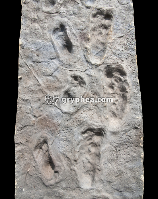 Pas de Laetoli - Moulage des empreintes (vue partielle) - gryphea.org